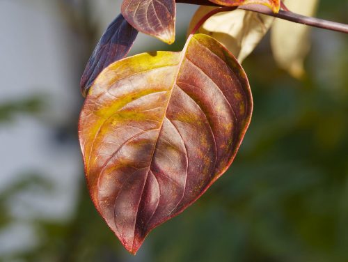 備えあれば不安なし 観葉植物の枯れた葉は緊急ケアグッズで対応を 京都二条の観葉植物専門店 Cotoha コトハ