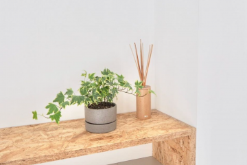 テーブルサイズの魅力溢れる観葉植物をご紹介 小さな植物を楽しもう! テーブルサイズの魅力溢れる観葉植物をご紹介 小さな植物を楽しもう!