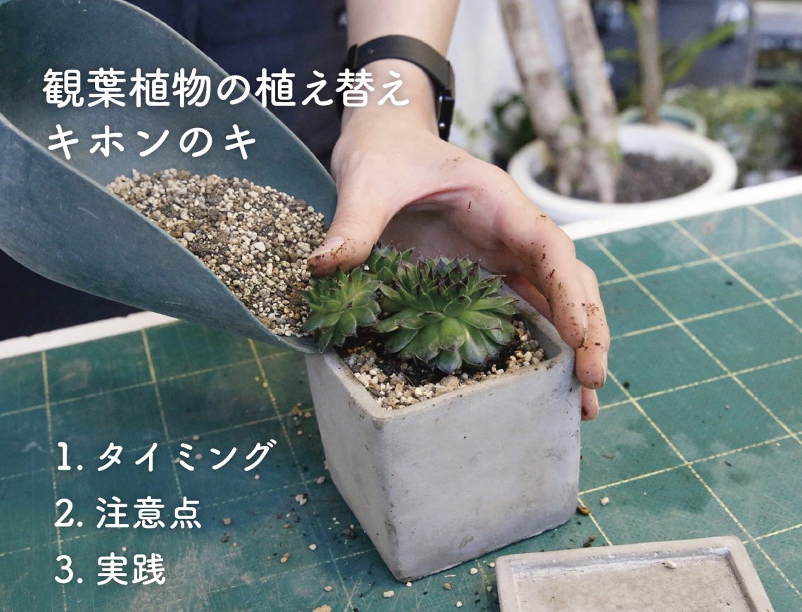 観葉植物の植え替え キホンのキ 京都二条の観葉植物専門店 Cotoha コトハ
