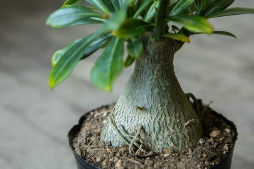 塊根植物『アデニウム・アラビカム』 | 京都二条の観葉植物専門店 