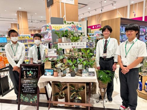 桂高校の生徒さんが生産した植物「そだつ君」