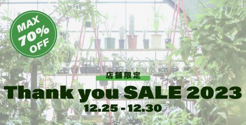 Thank you SALE 2023 !! 植物が最大70%OFF