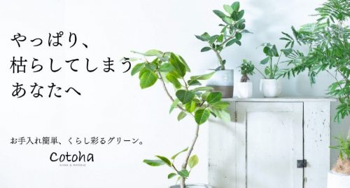 育てやすい植物の予約受付開始