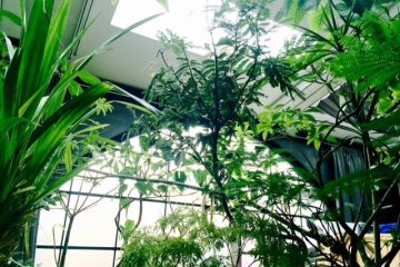 観葉植物は室内環境のバロメーター 観葉植物は室内環境のバロメーター